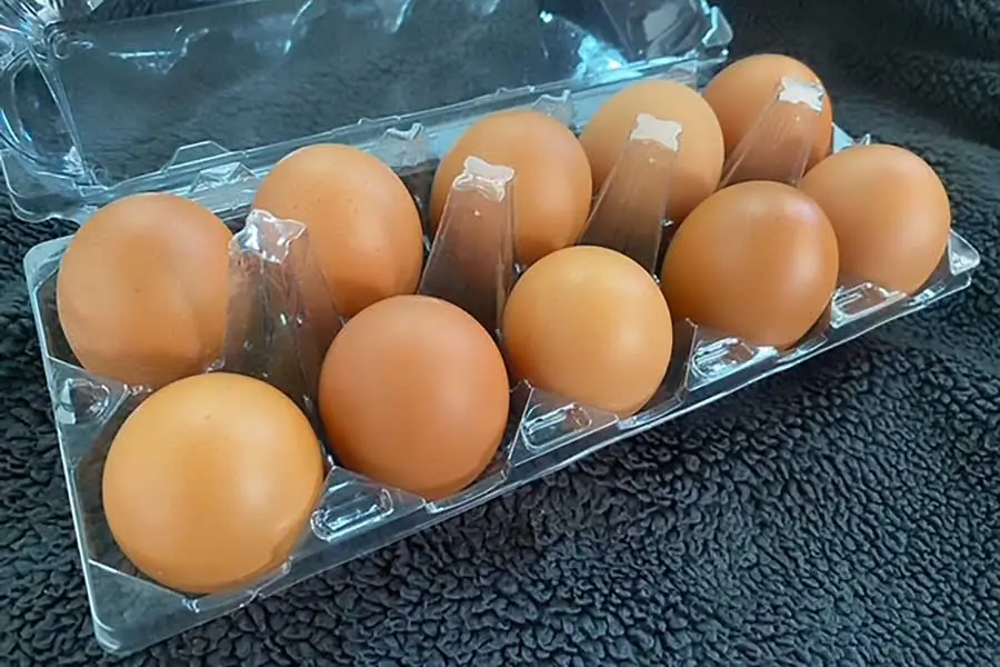 Bebas Salmonella dan Avian Influenza